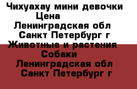 Чихуахау мини девочки › Цена ­ 25 000 - Ленинградская обл., Санкт-Петербург г. Животные и растения » Собаки   . Ленинградская обл.,Санкт-Петербург г.